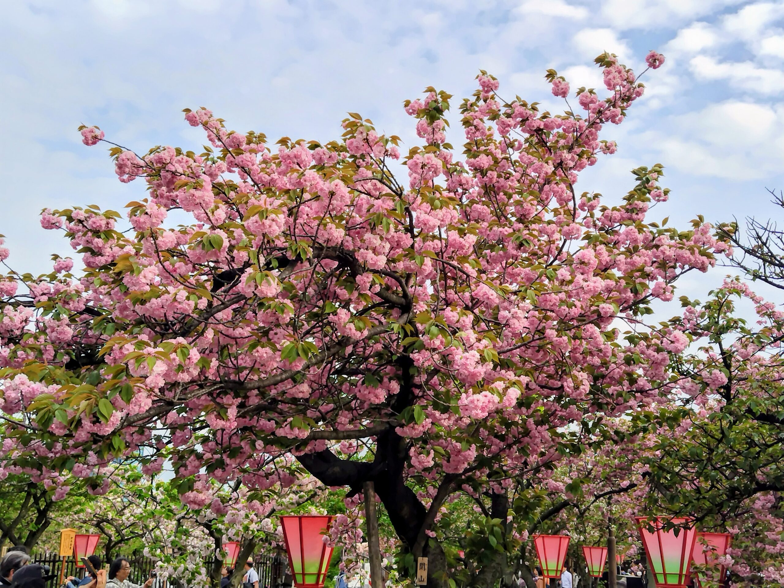 裕福ではなかったが経験はさせてもらっていたんだなぁ