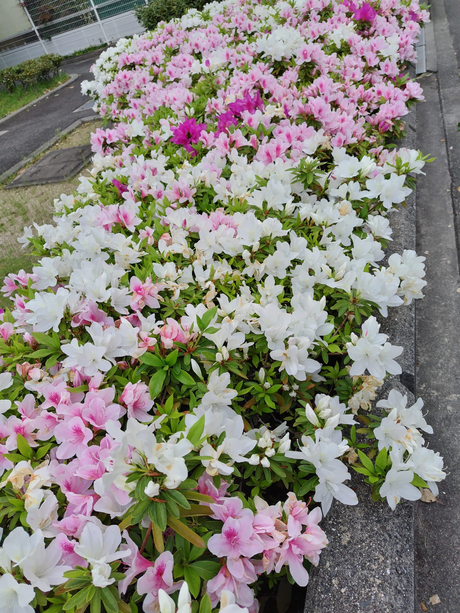 曇りの日曜日☁️ 保険の手続きと自転車通勤の悩み【おひとりさま50代の日常】